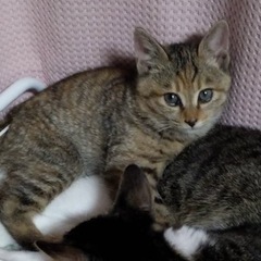 子猫　メス　あげます
