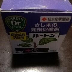 矮性皇帝ダリア苗ですの画像