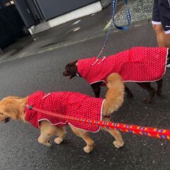 犬用 レインコート ポータブルレインパーカー 6L 赤  大型犬の画像