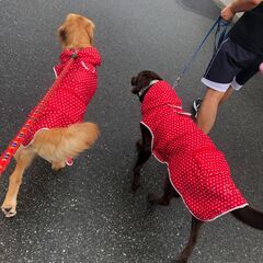 犬用 レインコート ポータブルレインパーカー 6L 赤  大型犬の画像