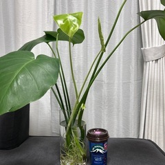 観葉植物　モンステラの画像