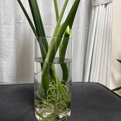 観葉植物　モンステラの画像