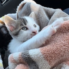 生後約2ヶ月の甘えん坊な男の子(白キジ)