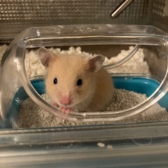 里親　キンクマ　女の子　金熊　メス　ハムスター　ケージなど…