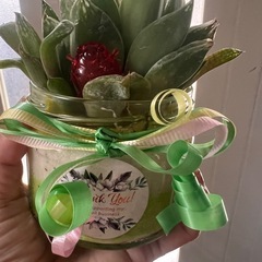 観葉植物　サボテン　大きめ　の画像