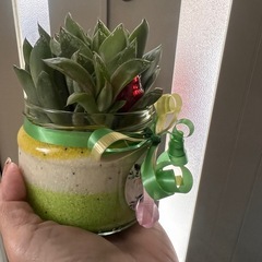 観葉植物　サボテン　大きめ　の画像