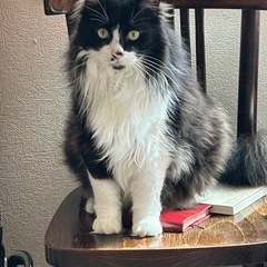 里親を探しております