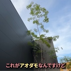 アオダモの画像