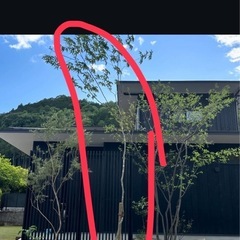 アオダモの画像