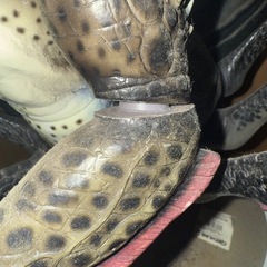 グレムリン　スパイダーモホークの画像