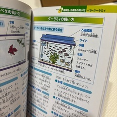 こんなにかわいい！ 熱帯魚の飼い方、育て方 勝田 正志 監修 グッピー ネオンテトラ メダカ プラティの画像