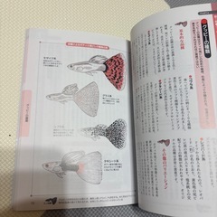 グッピーの飼い方、育て方 人気グッピーの繁殖法を楽しむ 山田 洋 監修 成美堂出版 1200円の画像