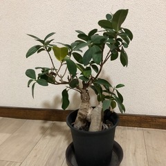 ガジュマル(3年くらい育ててました)の画像