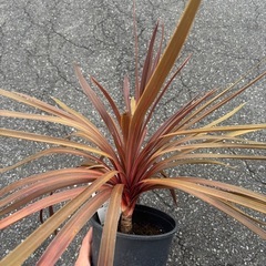 レッドスター　コルジリネ　オーストラリス　観葉植物　塊根植物　多肉植物　ビザールプランツ　レアプランツ　ガーデニング　植物　グリーン　趣味　盆栽　葉　花　庭　草　インテリア　おしゃれ　飾り　園芸　の画像