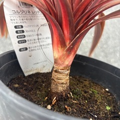 レッドスター　コルジリネ　オーストラリス　観葉植物　塊根植物　多肉植物　ビザールプランツ　レアプランツ　ガーデニング　植物　グリーン　趣味　盆栽　葉　花　庭　草　インテリア　おしゃれ　飾り　園芸　の画像
