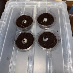 タイリクコーカサス 初令幼虫4頭(CB)①
の画像