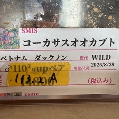 タイリクコーカサス 初令幼虫4頭(CB)②の画像