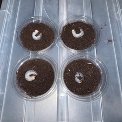 タイリクコーカサス 初令幼虫4頭(CB)②の画像