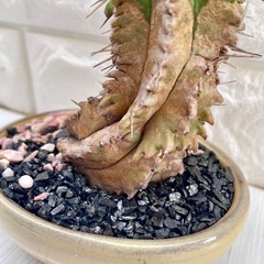 ユーフォルビア・プルビナータ笹蟹丸古肌/淡黄陶器鉢の画像