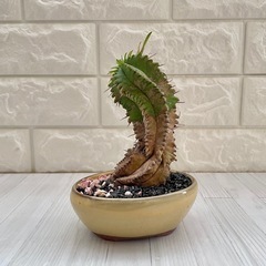 ユーフォルビア・プルビナータ笹蟹丸古肌/淡黄陶器鉢の画像