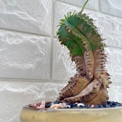 ユーフォルビア・プルビナータ笹蟹丸古肌/淡黄陶器鉢の画像