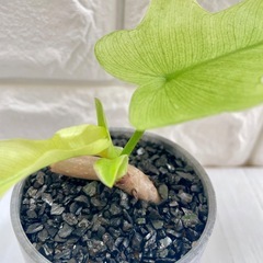 フィロデンドロン・フロリダ・ゴースト・ミント/北欧ストーン風植木鉢の画像