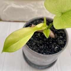 フィロデンドロン・フロリダ・ゴースト・ミント/北欧ストーン風植木鉢の画像