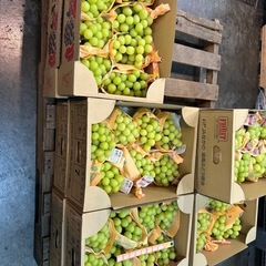 シャイン　マスカットの画像