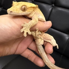 クレステッドゲッコー・ハーレークイン