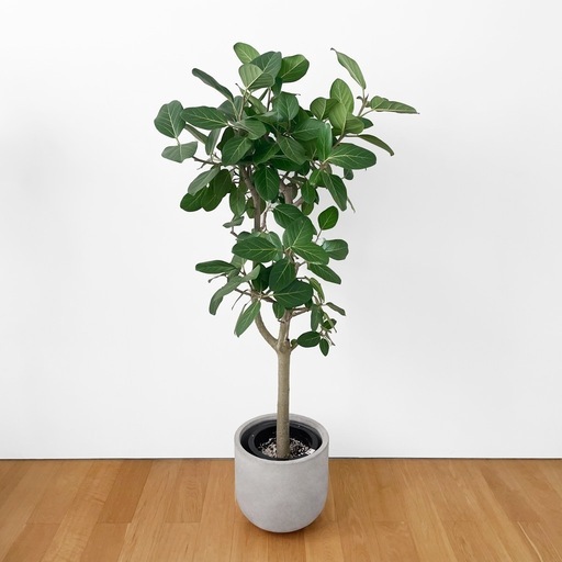 観葉植物 フィカス ベンガレンシス 160cm