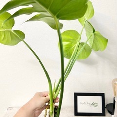 【決まりました】値下げ✨高さ約55cmモンステラ 新芽あり✨観葉植物インテリア ガーデニングの画像