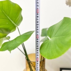 【決まりました】値下げ✨高さ約55cmモンステラ 新芽あり✨観葉植物インテリア ガーデニングの画像