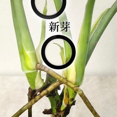 【決まりました】値下げ✨高さ約55cmモンステラ 新芽あり✨観葉植物インテリア ガーデニングの画像