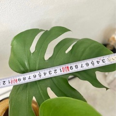 【決まりました】値下げ✨高さ約55cmモンステラ 新芽あり✨観葉植物インテリア ガーデニングの画像