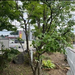 ヤマボウシの木の画像