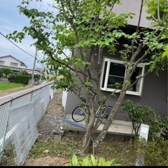 ヤマボウシの木の画像