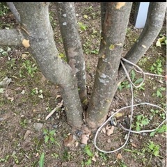 ヤマボウシの木の画像