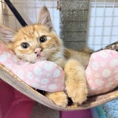 茶トラのかわいい男の子