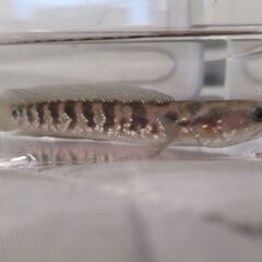 【あと１匹】コウタイ スネークヘッド １５センチくらい １匹または２匹の画像