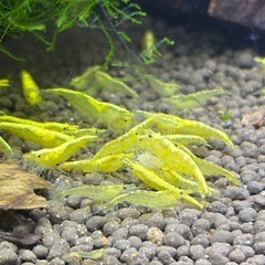 ゴールデンチェリーシュリンプの画像