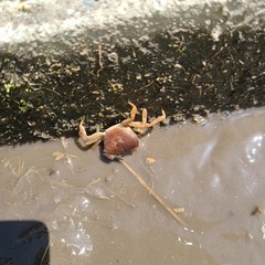 （11月30日お取引限定）広島県三次市産コシヒカリ／清流「常清滝」の恵み（自家栽培米）令和7年☆新米（玄米）☆30キロ☆１等米☆ No.2の画像