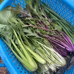 鳥につつかれたりんごなどの画像