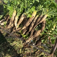 鳥につつかれたりんごなどの画像