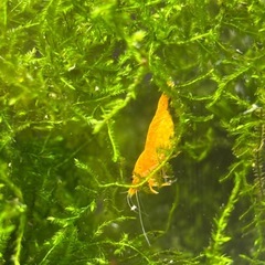 オレンジチェリーシュリンプ抱卵個体の画像