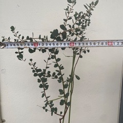 ⭐️綺麗なユーカリ•ウェブステリアナ(ハートリーフ)⭐️の画像