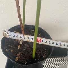 ⭐️綺麗なユーカリ•ウェブステリアナ(ハートリーフ)⭐️の画像