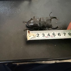 国産オオクワガタ　極太の画像