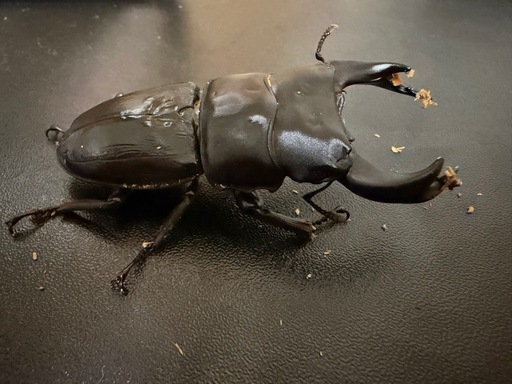 国産オオクワガタ　極太