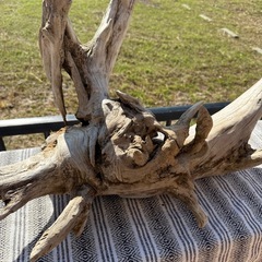 天然大型流木　　アクアリウム、爬虫類の画像