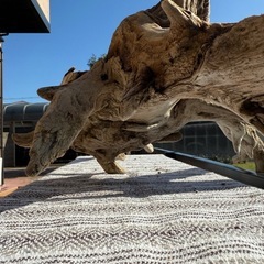 天然大型流木　　アクアリウム、爬虫類の画像